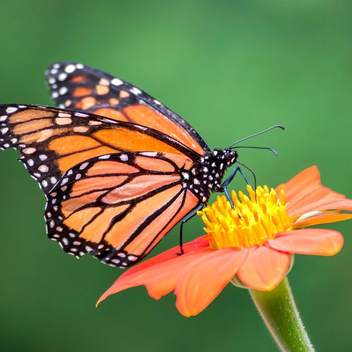 4 Native Plants Perfect for Your NC Landscape Read More 4th